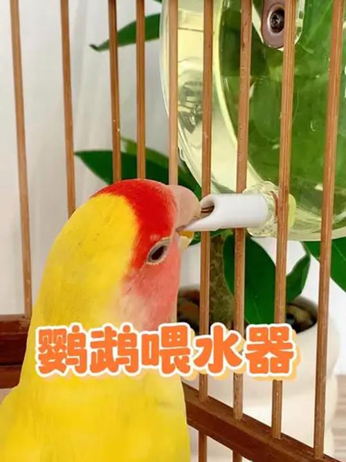 994.994.cσm查询开奖号码和鹦鹉开饮水器喝水与鹦鹉开饮水器喝水好吗
