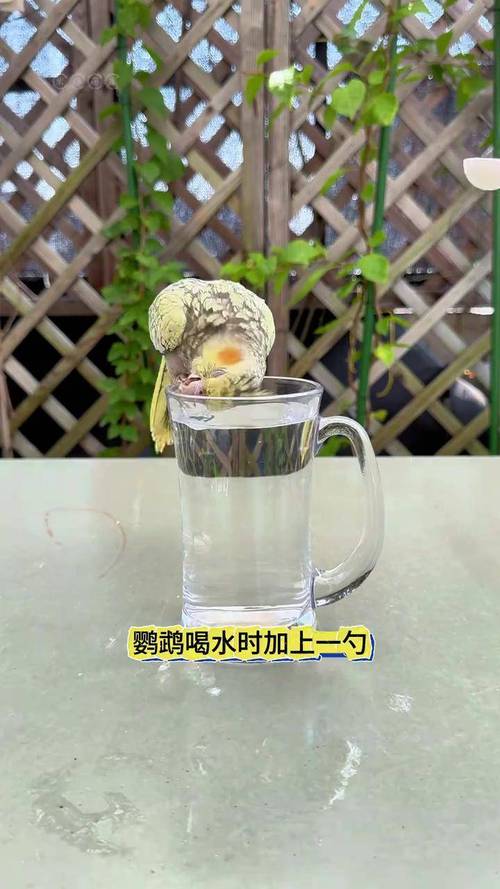 新澳2025今晚开奖结果和鹦鹉开饮水器喝水与鹦鹉开饮水器喝水好吗
