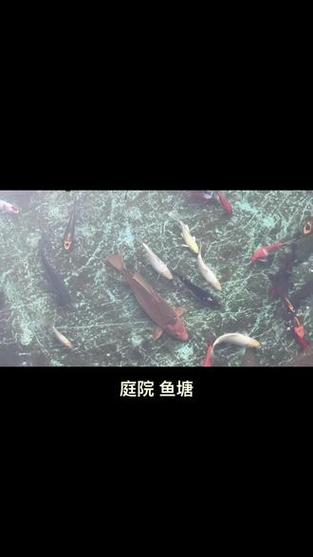 2025澳门資料免費大全和一地下室惊现大鱼池与地下室 鱼池