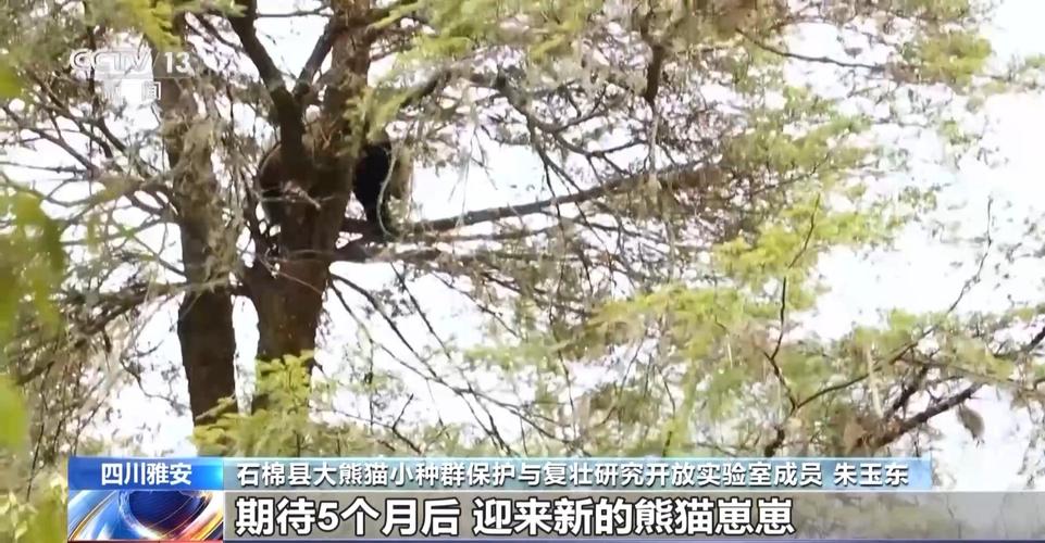 2025新澳最新资料大全和野外大熊猫求偶被拍与野外大熊猫求偶被拍视频