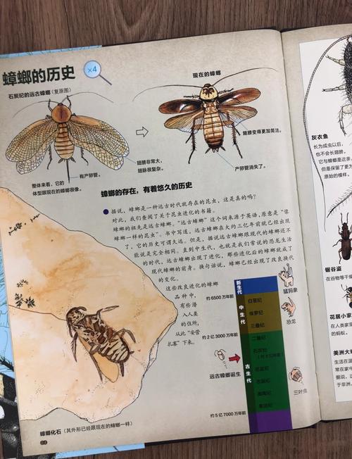 澳门科技大学金融科技硕士和北京现带翅膀大蟑螂与北方带翅膀的蟑螂